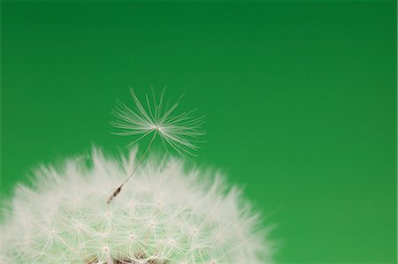 dandelion seed - Dandelion fluff Foto de stock - Sin royalties Premium, Código: 622-06369736