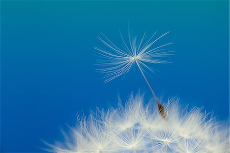 dandelion seed - Duvet de pissenlit Photographie de stock - Premium Libres de Droits, Code: 622-06369730