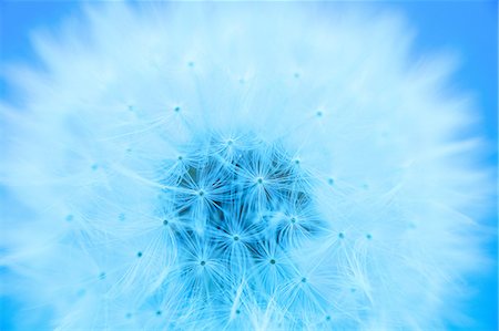 dandilion seed - Dandelion fluff Stock Photo - Premium Royalty-Free, Code: 622-06369733