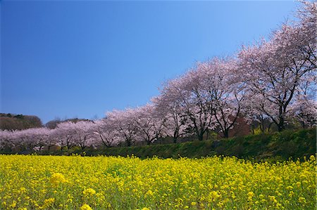 full bloom garden - Cherry blossoms in Hidaka, Saitama Stock Photo - Premium Royalty-Free, Code: 622-06369749