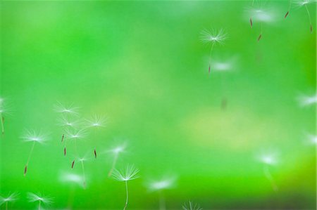 soft focus - Fluff of dandelion flying Stock Photo - Premium Royalty-Free, Code: 622-06369740