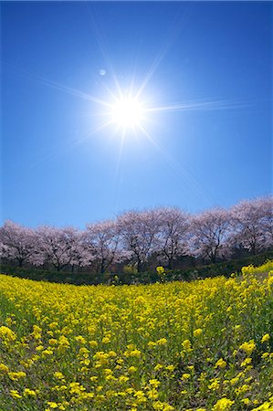 Cherry blossoms in Hidaka, Saitama Foto de stock - Sin royalties Premium, Código: 622-06369757