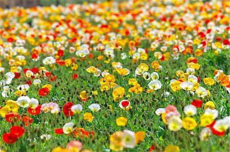 Poppy flowers Foto de stock - Sin royalties Premium, Código: 622-06369769