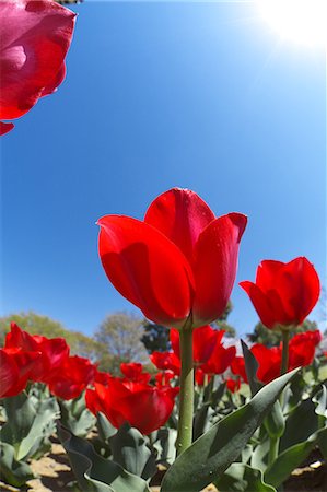 simsearch:622-09101115,k - Tulips Stock Photo - Premium Royalty-Free, Code: 622-06369761