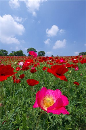 poppy flower and sky - Poppy flowers Stock Photo - Premium Royalty-Free, Code: 622-06369789