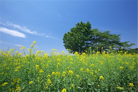 sinapis arvensis - Rape blossoms and blue sky Foto de stock - Sin royalties Premium, Código: 622-06369783