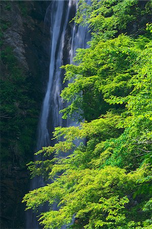 spring (body of water) - Shusui waterfall in Kanagawa Prefecture Foto de stock - Sin royalties Premium, Código: 622-06369794