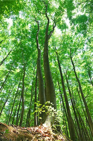 raíz - Beech forest in Niigata Prefecture Foto de stock - Sin royalties Premium, Código: 622-06369815