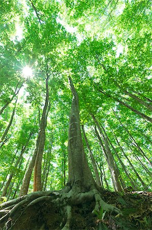 raíz - Beech forest in Niigata Prefecture Foto de stock - Sin royalties Premium, Código: 622-06369816