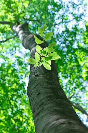 springtime - Beech in Niigata Prefecture Stock Photo - Premium Royalty-Free, Code: 622-06369819