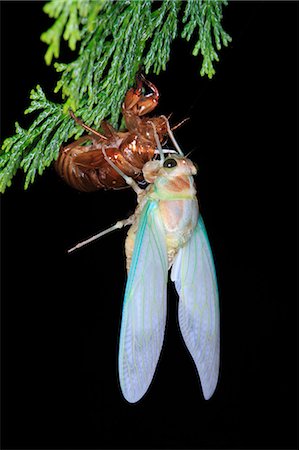 Cicada molt Stock Photo - Premium Royalty-Free, Code: 622-06369856