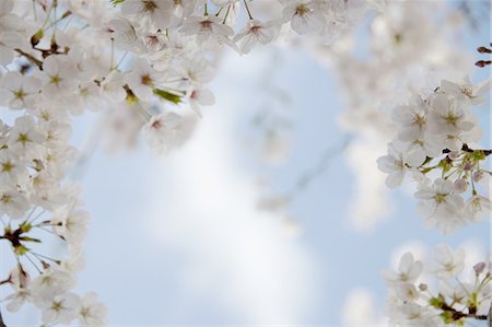 Cherry Blossoms Foto de stock - Sin royalties Premium, Código: 622-06369866