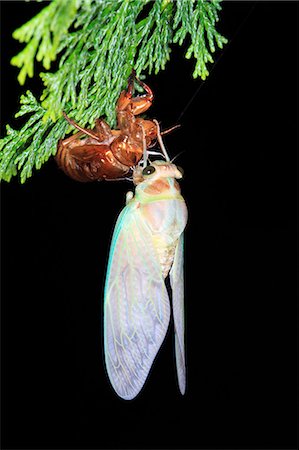 Cicada molt Stock Photo - Premium Royalty-Free, Code: 622-06369860