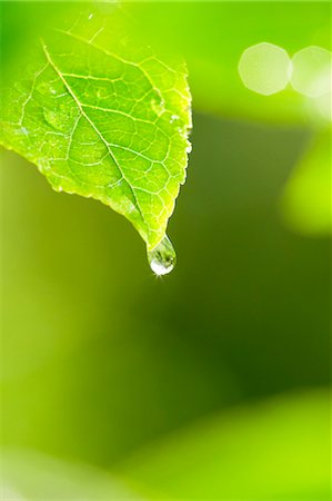dew drops - Water drop on green leaf Stock Photo - Premium Royalty-Free, Code: 622-06369887