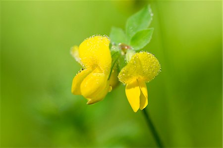 flower in dewdrop - Lotus Japonicus Foto de stock - Sin royalties Premium, Código: 622-06369889