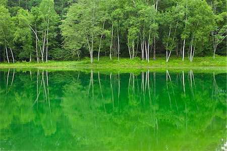 forest japan - Bouleaux reflétée sur le lac de Tateshinakogen à Nagano Photographie de stock - Premium Libres de Droits, Code: 622-06369883