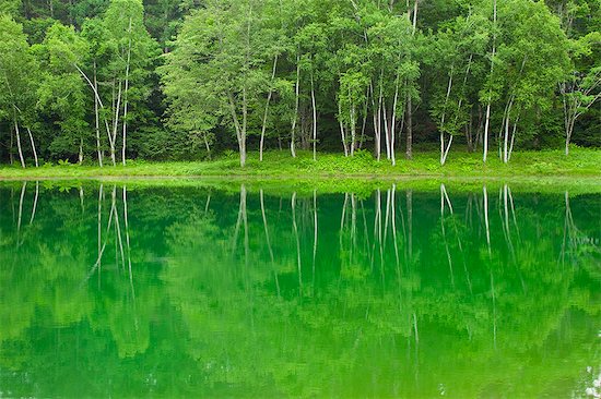 Birch trees reflected on Tateshinakogen lake in Nagano Foto de stock - Sin royalties Premium, Código de la imagen: 622-06369883