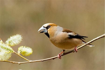 Grosbeak on willow branch Foto de stock - Sin royalties Premium, Código: 622-06369896