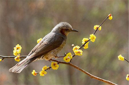 simsearch:622-07760632,k - Bulbul à oreillons bruns sur branche Spicebush japonais Photographie de stock - Premium Libres de Droits, Code: 622-06369899