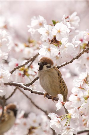 Moineaux entourés de cerisiers en fleurs Photographie de stock - Premium Libres de Droits, Code: 622-06369891