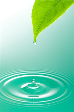 Green leaf and water ripple Foto de stock - Sin royalties Premium, Código: 622-06369905