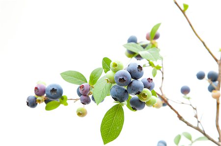 Blueberry fruits Stock Photo - Premium Royalty-Free, Code: 622-06369919