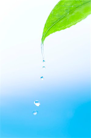 falling leaves - Water drop on green leaf Stock Photo - Premium Royalty-Free, Code: 622-06369911