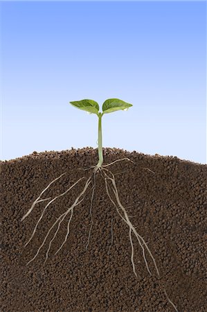 plant sprout nobody - Roots and sprout Stock Photo - Premium Royalty-Free, Code: 622-06369997