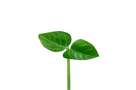 Double sprout Stock Photo - Premium Royalty-Free, Code: 622-06369993