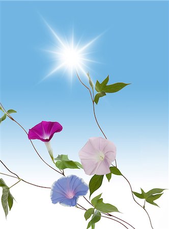 simsearch:622-06370008,k - Japanese morning glory and light Stock Photo - Premium Royalty-Free, Code: 622-06370008