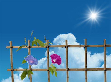 simsearch:622-06370008,k - Japanese morning glory (synthetic) and clouds Stock Photo - Premium Royalty-Free, Code: 622-06370028