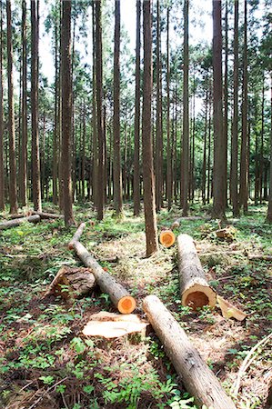 Japanese cedar woods Foto de stock - Sin royalties Premium, Código: 622-06370065