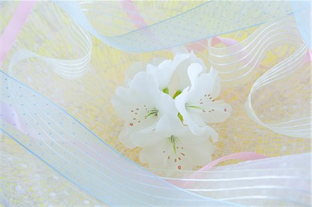 Rhododendron ribbon bouquet Stock Photo - Premium Royalty-Free, Code: 622-06370075