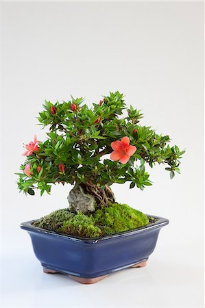 flowers isolated white background - Mini bonsai of Azalea Foto de stock - Sin royalties Premium, Código: 622-06370073