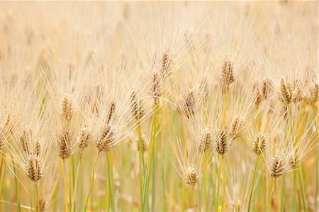 Wheat field Stock Photo - Premium Royalty-Free, Code: 622-06370080