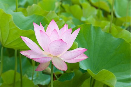 simsearch:622-06370008,k - Lotus flower Stock Photo - Premium Royalty-Free, Code: 622-06370104