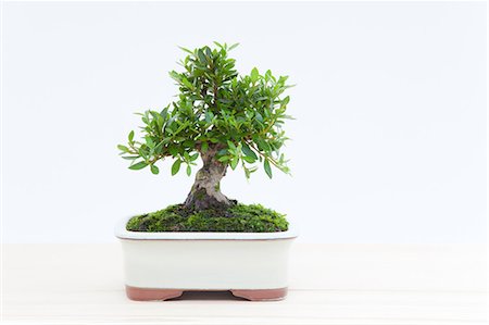 Mini bonsai de Azalea Photographie de stock - Premium Libres de Droits, Code: 622-06370109