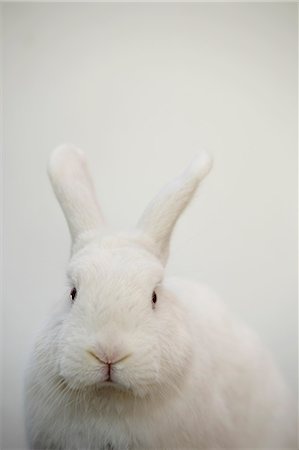 Rabbit Stock Photo - Premium Royalty-Free, Code: 622-06370130