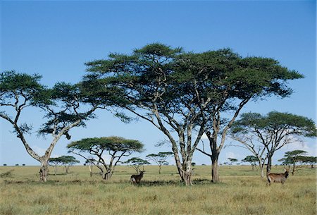 serengeti national park - Water tapir Foto de stock - Sin royalties Premium, Código: 622-06370277