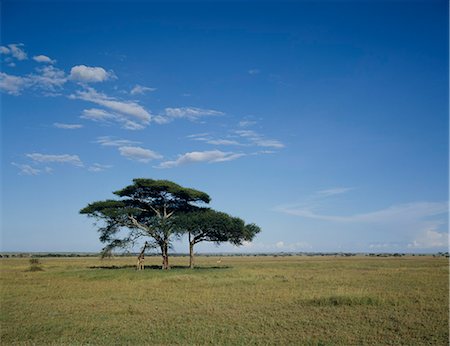 serengeti national park - Giraffe Foto de stock - Sin royalties Premium, Código: 622-06370279