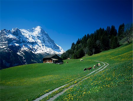 eiger mountain - Eiger and dandelion meadow Stock Photo - Premium Royalty-Free, Code: 622-06370271