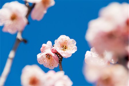 simsearch:622-06439705,k - Pleine floraison des cerisiers Photographie de stock - Premium Libres de Droits, Code: 622-06370308