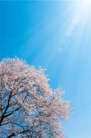 spring light rain - Cherry tree and blue sky Stock Photo - Premium Royalty-Free, Code: 622-06370315