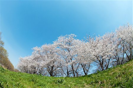 simsearch:622-06370317,k - Cherry trees blooming in the hills Foto de stock - Sin royalties Premium, Código: 622-06370317