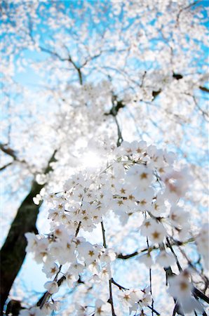 Close up of cherry blossoms Foto de stock - Sin royalties Premium, Código: 622-06370310