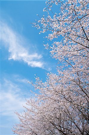 simsearch:622-06900492,k - Cherry tree and blue sky Stock Photo - Premium Royalty-Free, Code: 622-06370321