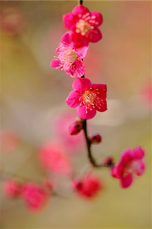 plum blossom - Plum flowers Stock Photo - Premium Royalty-Free, Code: 622-06370339