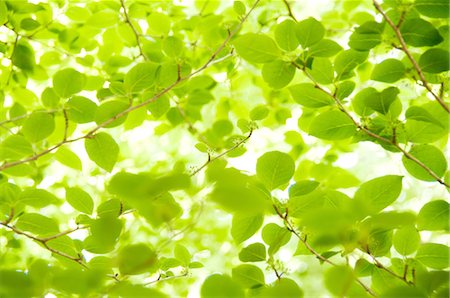 fondo (fotografía) - Close up of green leaves Foto de stock - Sin royalties Premium, Código: 622-06370333