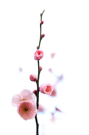 flowers on white background - Plum flowers Stock Photo - Premium Royalty-Free, Code: 622-06370344