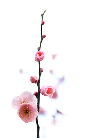 plants white background - Plum flowers Stock Photo - Premium Royalty-Free, Code: 622-06370344